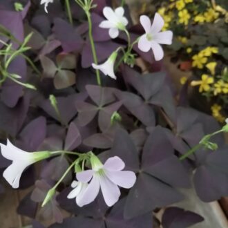 Oxalis triangularis