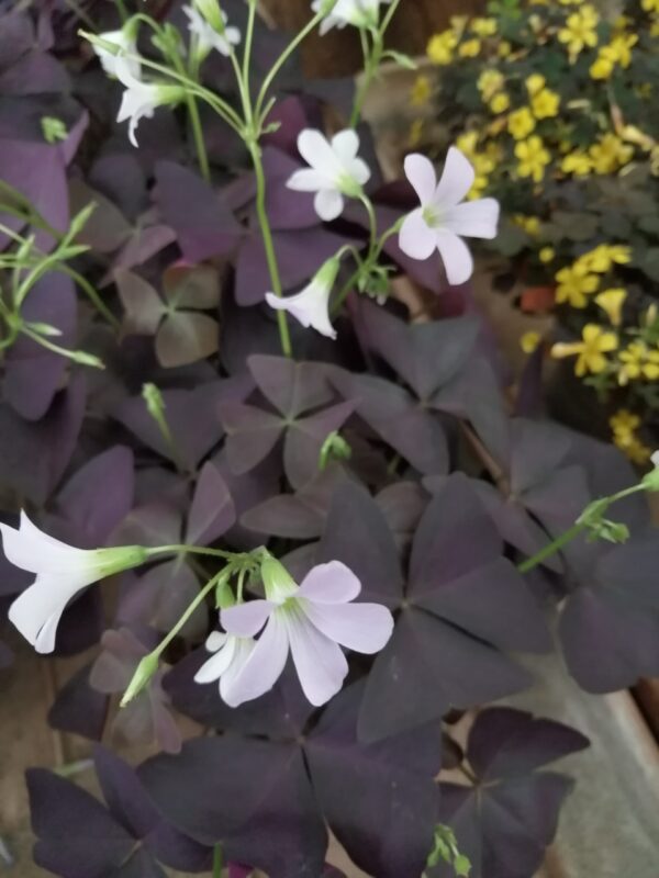 Oxalis triangularis