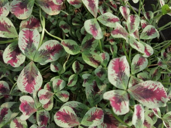 Trifolium repens Dragon's Blood