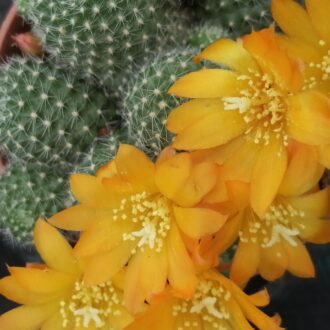 Rebutia fievrigii