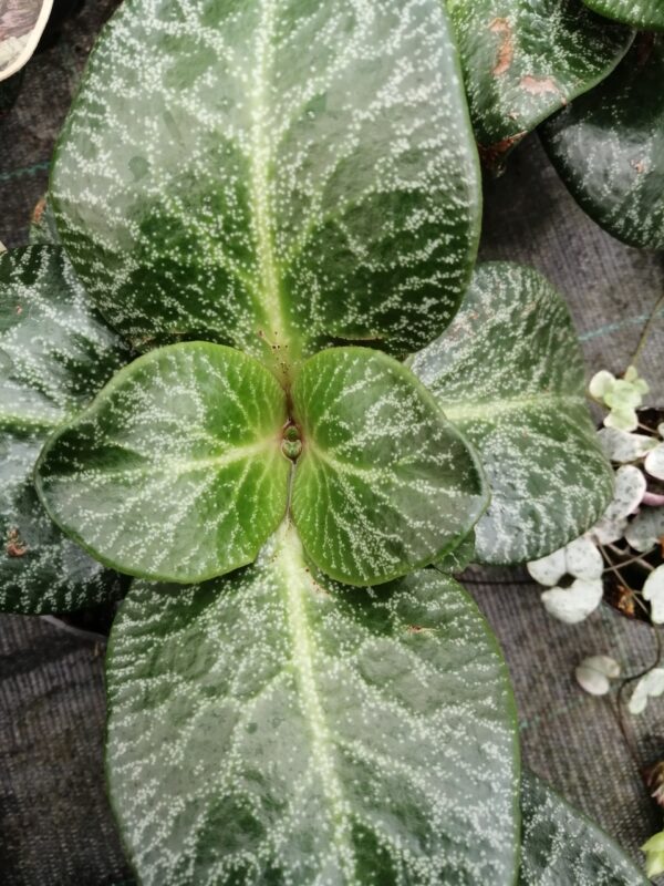 Crassula streyi