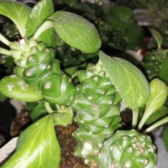 Euphorbia ritchei