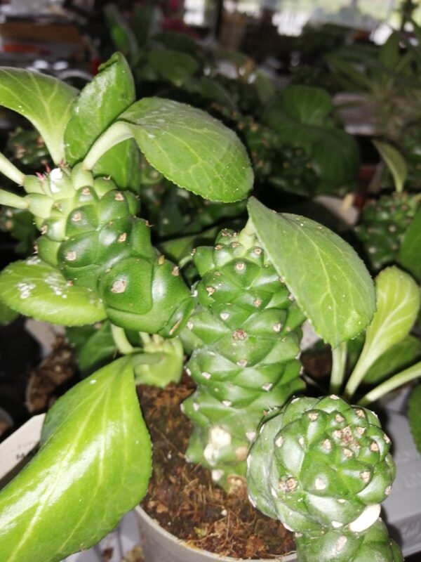 Euphorbia ritchei