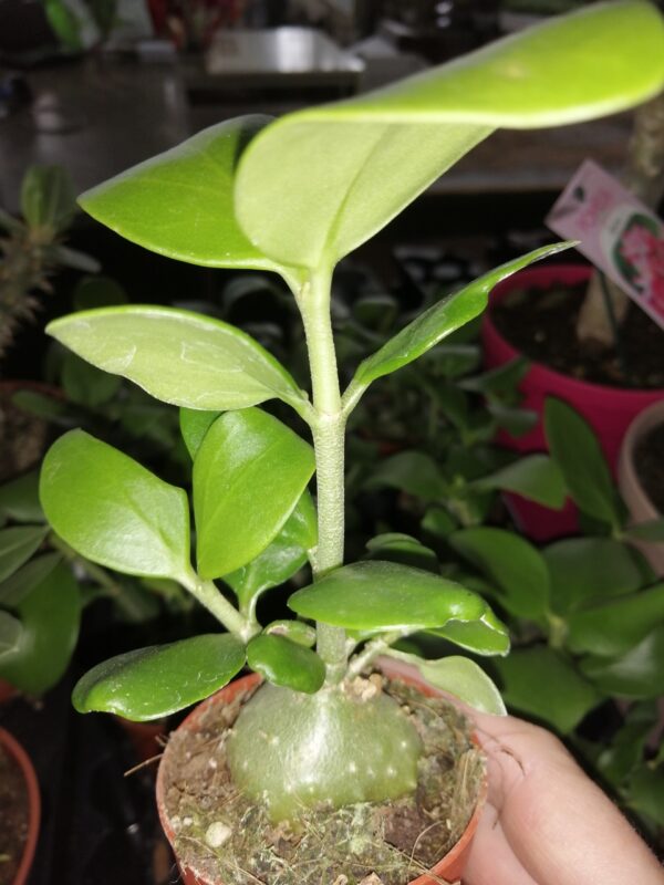 Hydnophytum papuanum
