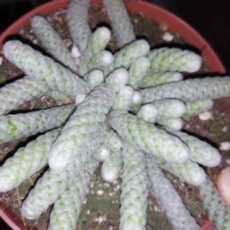 Avonia papyracea