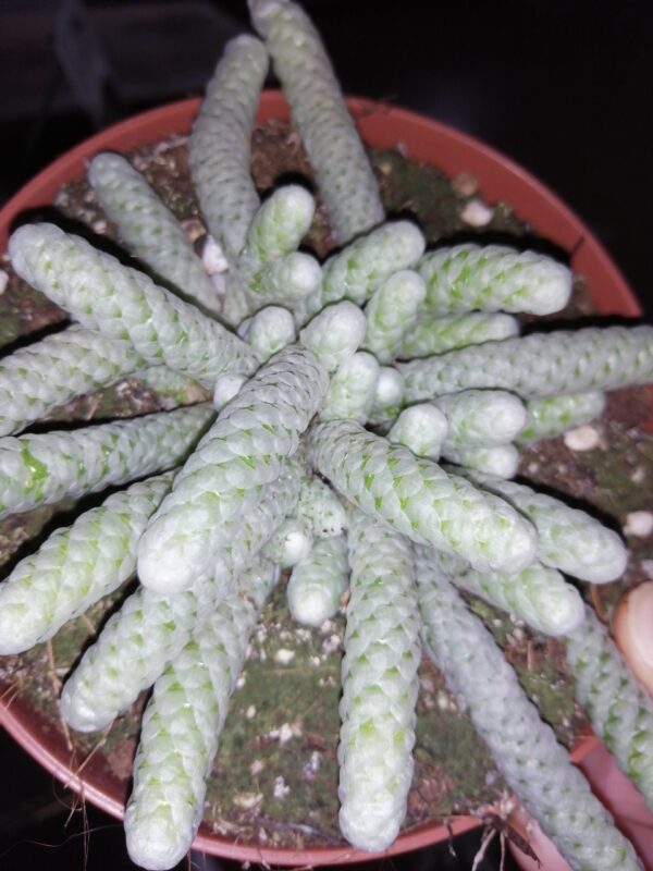 Avonia papyracea
