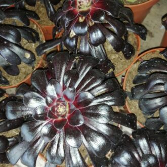 Aeonium Zwartkop