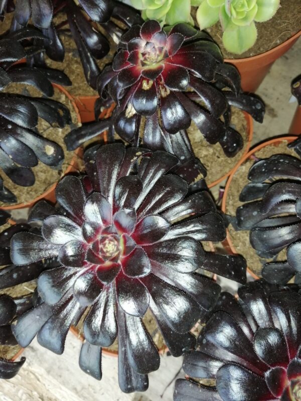 Aeonium Zwartkop