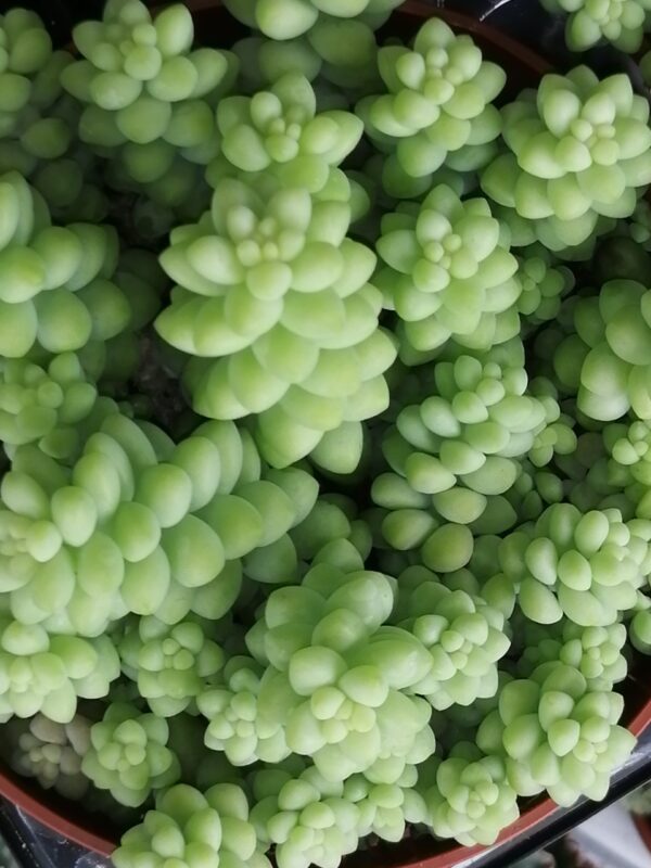 Sedum morganianum , sedum burritum