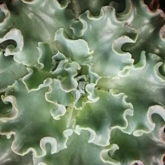 Echeveria shaviana