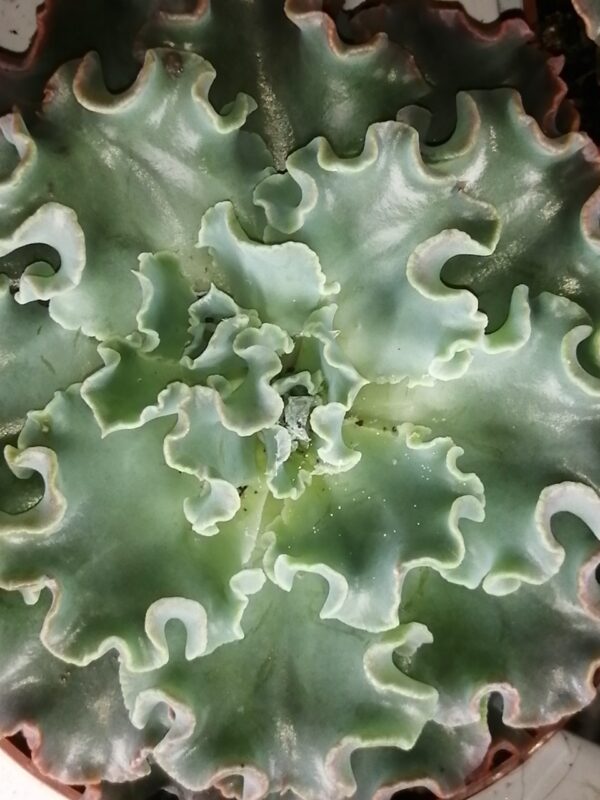 Echeveria shaviana