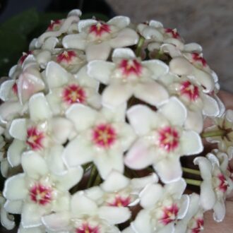 Hoya carnosa White flowers
