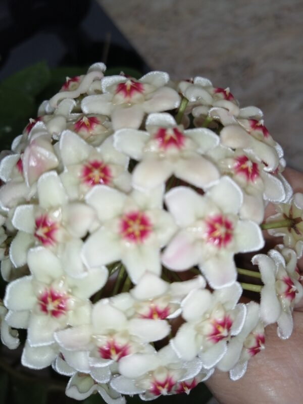Hoya carnosa White flowers