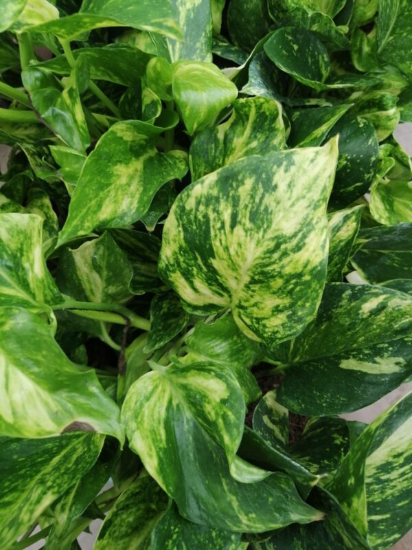 Pothos Golden Hicolor, Scindapsus Golden Hicolor, Epipremnum Golden Hicolor