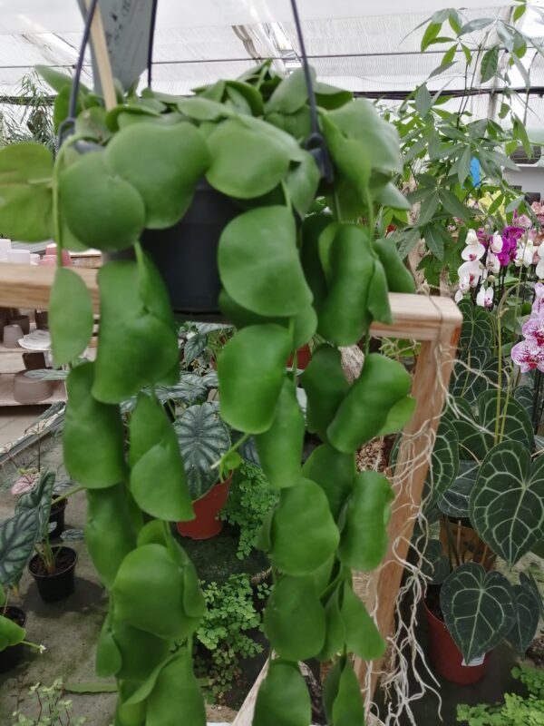 Dischidia platyphylla