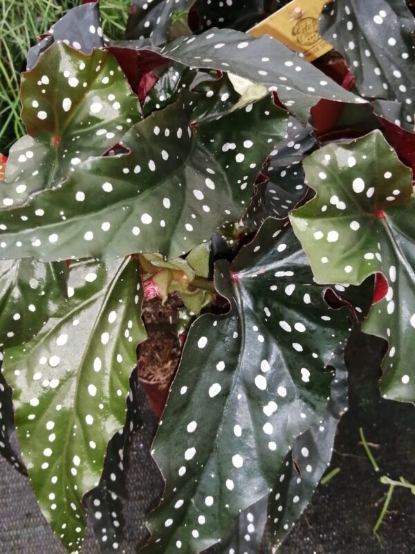 Begonia Black Forrest