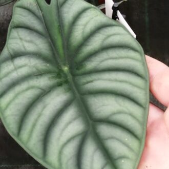 Alocasia Nebula