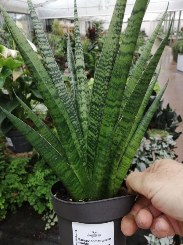 Sansevieria trifasciata Black Diamond