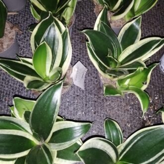 Sansevieria trifasciata Hahnii Pagoda