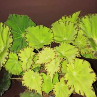 Begonia Lima Love Beleaf