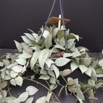 Hoya krohniana Super Silver