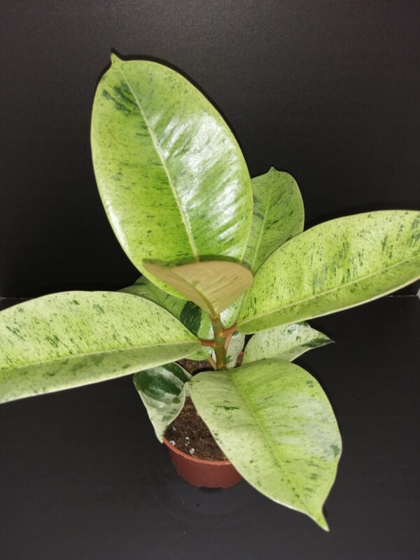 Ficus shivereana Moonshine