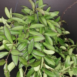 Hoya Rosita