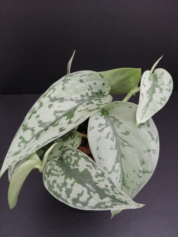 Scindapsus Silver Lady pianta giovane