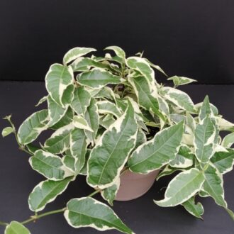 Ficus radicans White