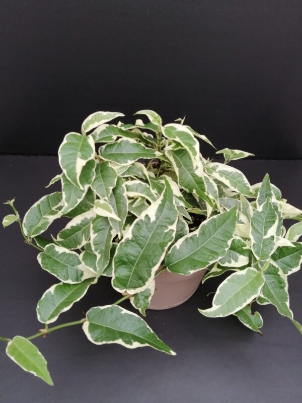 Ficus radicans White