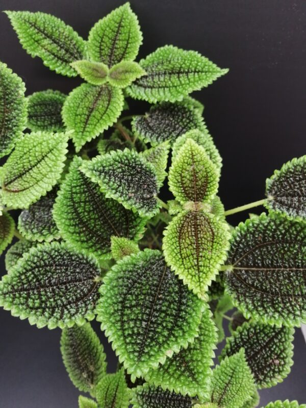 Pilea mollis Moon Valley