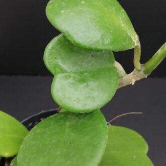 Hoya kerrii, Craib