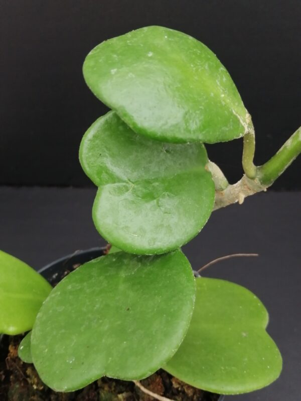 Hoya kerrii, Craib