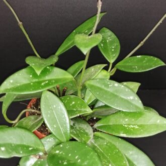 Hoya Green Ghost