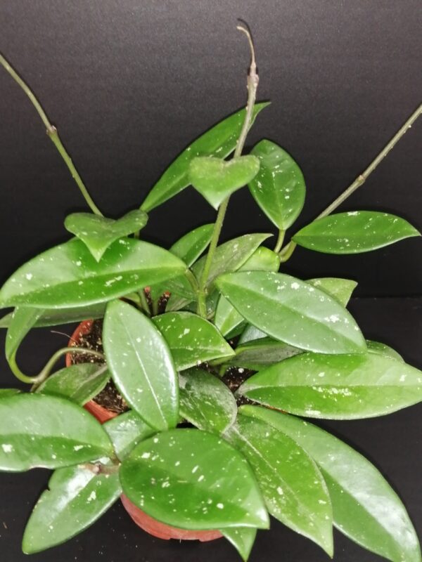 Hoya Green Ghost