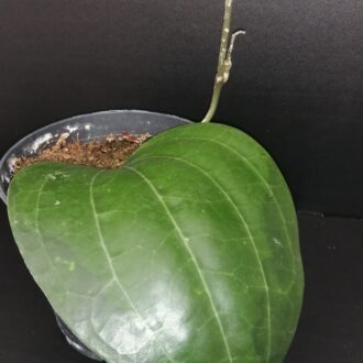 Hoya latifolia