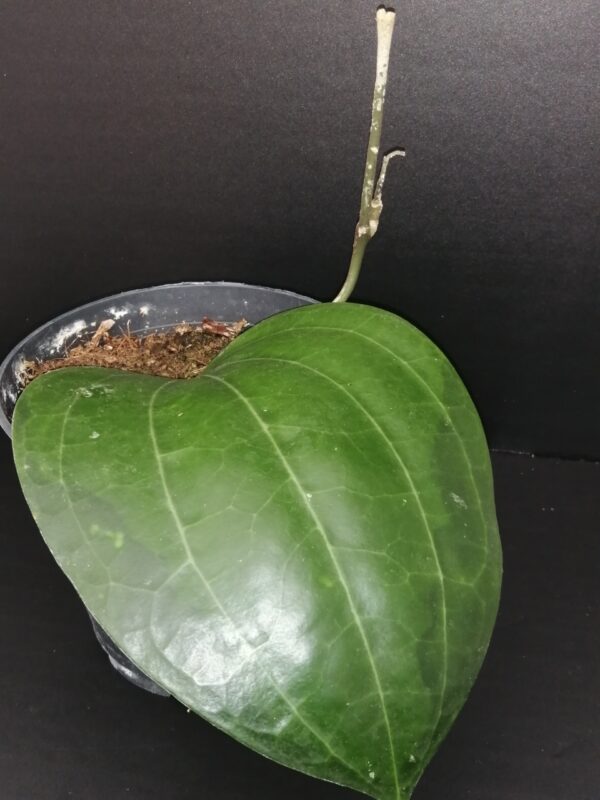 Hoya latifolia