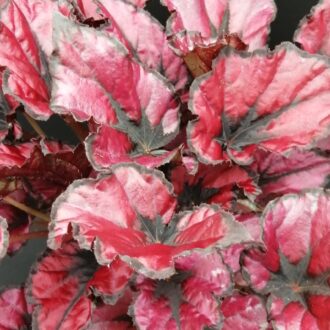 Begonia KOALA RED Beleaf