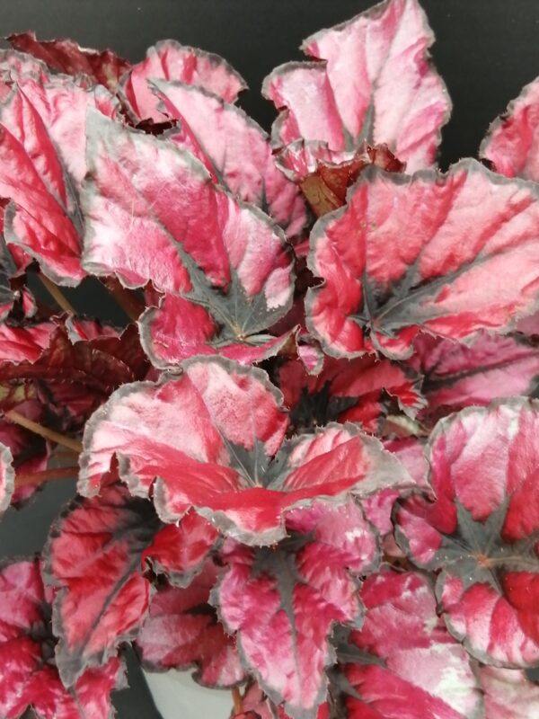 Begonia KOALA RED Beleaf