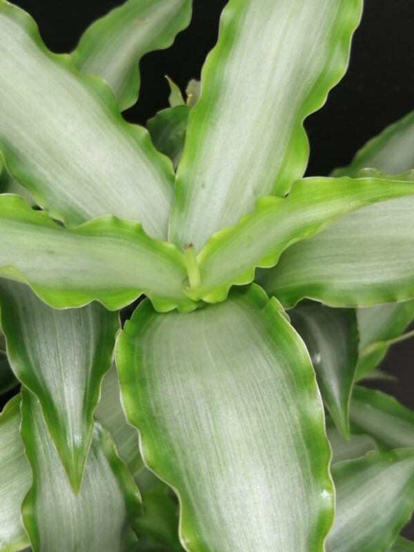 Murdannia loriformis 'Bright Star'