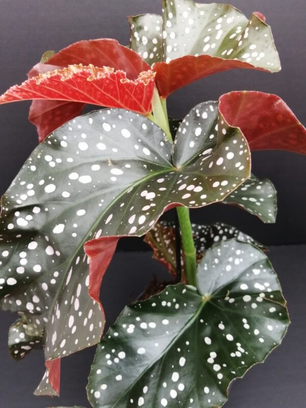 Begonia Cracklin Rosie