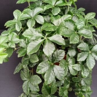 Cissus striata