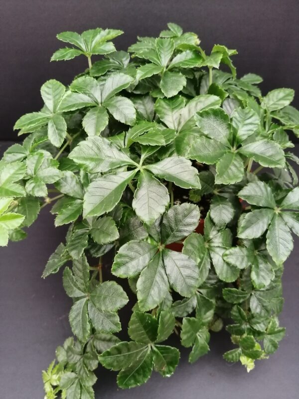 Cissus striata