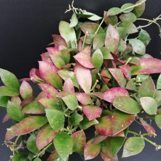 Hoya sipitangensis