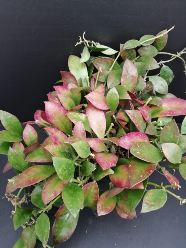 Hoya sipitangensis