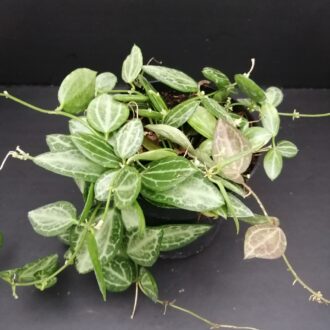 Dischidia ovata , Watermelon Dischidia