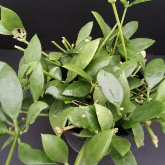 Dischidia sp.