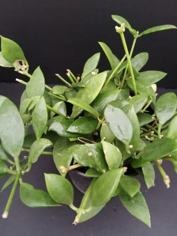 Dischidia sp.