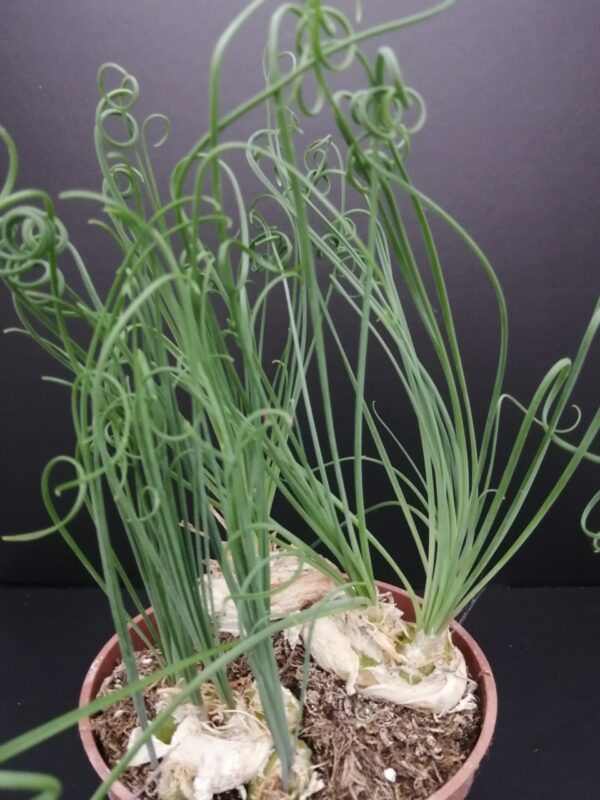 Albuca spiralis