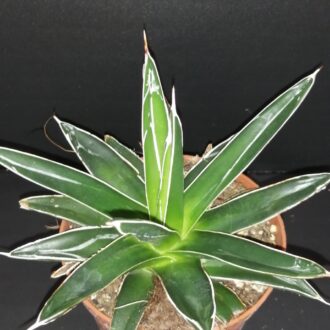 Agave victoriae reginae